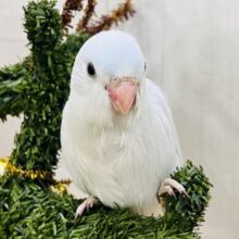 透明感がすごい✨マメルリハのアメリカンホワイトちゃん♡