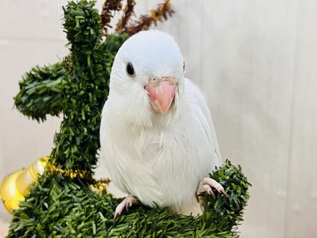 透明感がすごい✨マメルリハのアメリカンホワイトちゃん♡