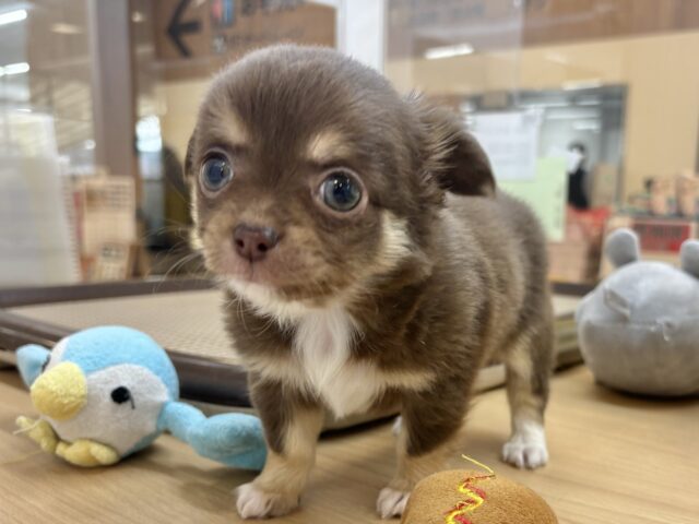 ムチムチボディーはお好き♡？チワワくん！