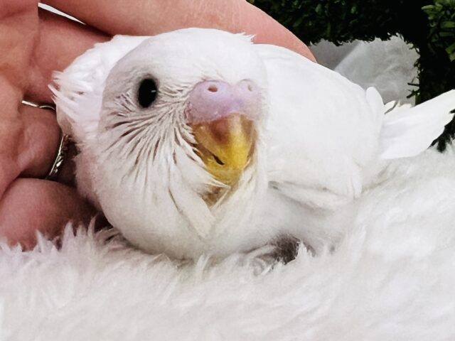 将来が楽しみ〜✨な夢見るセキセイインコのダブルファクター（白）