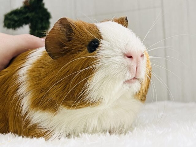 もふりたいんでしょ🧡ちょいロン毛のイングリッシュモルモット🌱