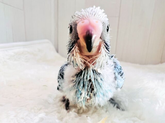 ぽよよん🩵食いしん坊すぎるセキセイインコのブルーオパーリン🩵