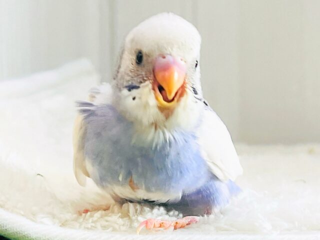 びゅーんと飛行機✈️セキセイインコのバイオレットパイド💜