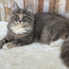 3/17更新🎥あまえんぼなミヌエットちゃん🩵2025年10月4日生まれ　女の子