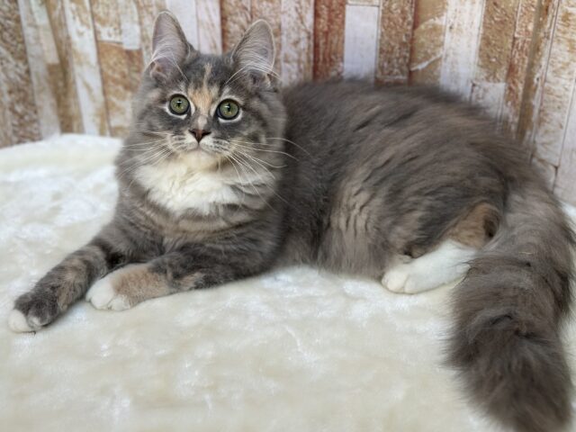 3/17更新🎥あまえんぼなミヌエットちゃん🩵2025年10月4日生まれ　女の子