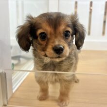 好きが止まらな〜〜い♥ダップーチーくん！