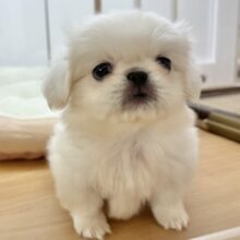 ムチムチボディーの大冒険☆ペキニーズくん！