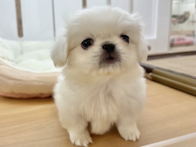 ムチムチボディーの大冒険☆ペキニーズくん！