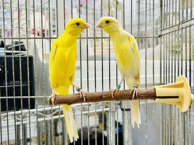 シュッとスラっとボディが美しい・・・　細カナリア