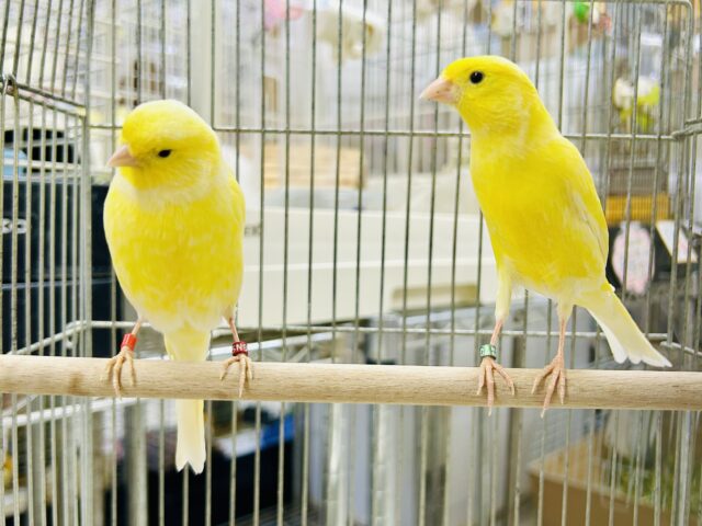 さっぱりレモンペア🍋　レモンカナリア