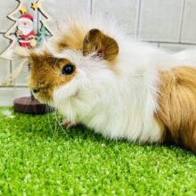 くるくる～モサモサワイルドスタイル　アビシニアンモルモット