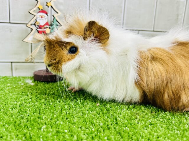 くるくる～モサモサワイルドスタイル　アビシニアンモルモット