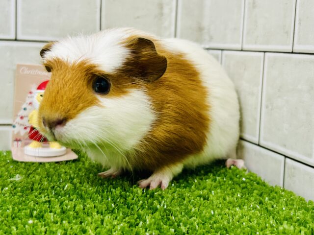 ポチっと押したくなる魅惑のスイッチ！？　クレステッドモルモット