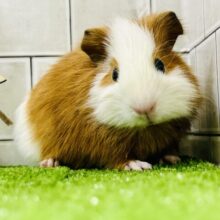 ツートンカラー？　いやいや隠された色があるんです♪　イングリッシュモルモット