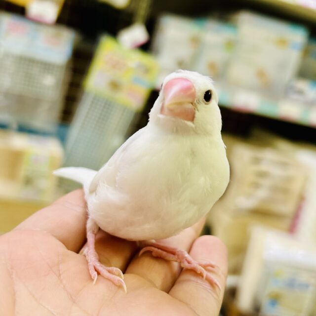 ✨最新画像✨わたあめ飛び込め‎🤍♬.*ﾟブンブーン！✈️💨白文鳥(2025年10月中~下旬生まれ)