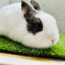 おにぎり🍙の具は何が好きですか？？　ミニウサギ