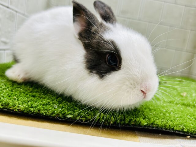 おにぎり🍙の具は何が好きですか？？　ミニウサギ