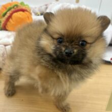 毛玉が大はしゃぎ！？ポメラニアンちゃん！