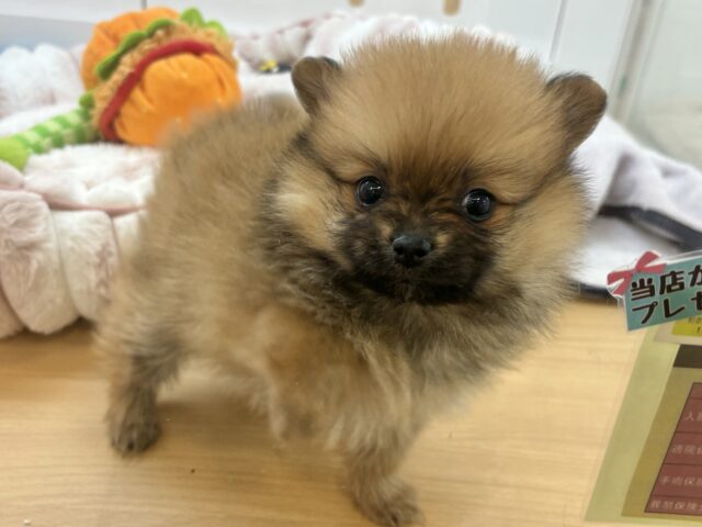 毛玉が大はしゃぎ！？ポメラニアンちゃん！