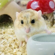 【最新画像更新☆☆】マカロニたずさえたプチレアネズミ🐭　ファットテールジャービル