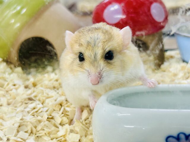 【最新画像更新☆☆】マカロニたずさえたプチレアネズミ🐭　ファットテールジャービル