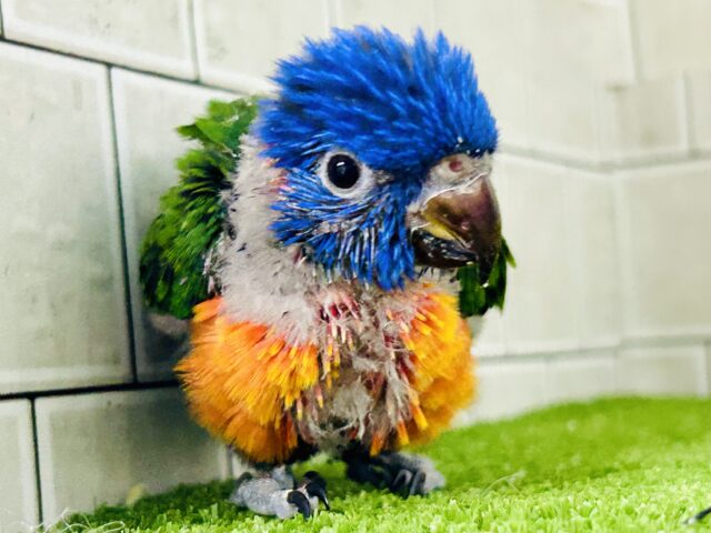 雨あがりはハレバレレインボー🌈(^_-)-☆　ゴシキセイガイインコ