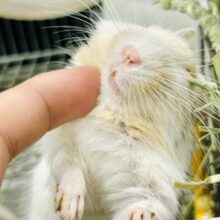 【最新画像更新☆☆】ちょこっとビターにネ♪♪　デグー