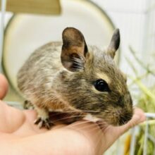 【最新画像更新☆☆】グイグイ甘ったれさん(*’ω’*)　デグー