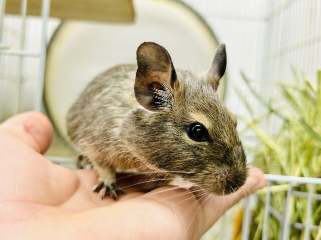 【最新画像更新☆☆】グイグイ甘ったれさん(*’ω’*)　デグー