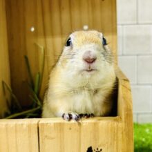 モチモチの貴公子☆☆　リチャードソンジリス