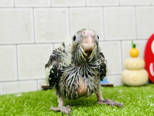 うぶっと！パヤっと！ベイビー🍼　オカメインコ