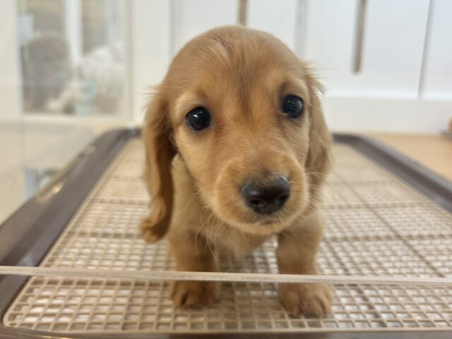 ボクの愛を受け止めて！！ミニチュアダックスフンドくん！