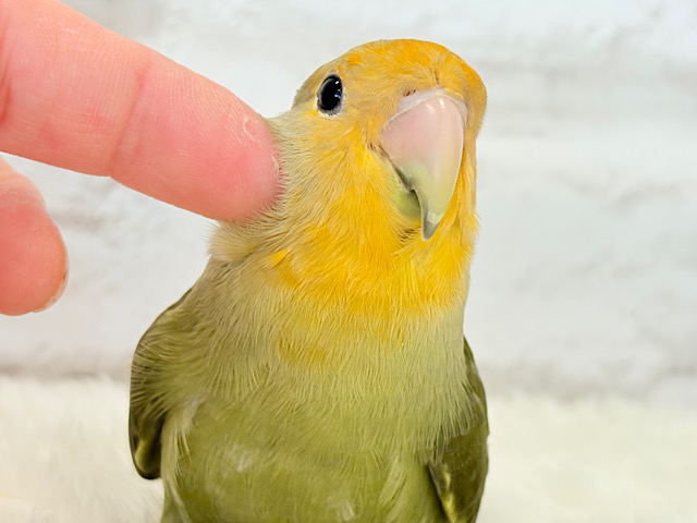 【最新画像更新🪄ひとり餌‪になりました☆】ふんわり優しい抹茶ちゃん🍵🍡コザクラインコ(オリーブ) ヒナ