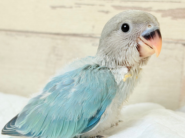 深くて透き通った綺麗な海のような美しさ🐣🌊✨コザクラインコ(ブルーオパーリン) ヒナ