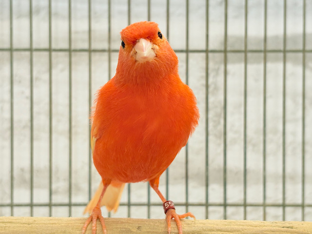 情熱的に愛を囁く〜🐥🎼💖赤カナリア(オス)