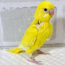 セキセイインコ  ルチノー  ⭐⟡˚.⋆