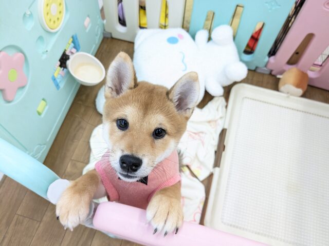 最新画像更新！！魅惑のもっちりボディ☆　柴犬の女のコ　2025/12/4撮影