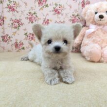 お友達はピンクのクマたん🎀　ハーフ犬（トイプードル×チワワ）の女のコ　2025/12/3撮影