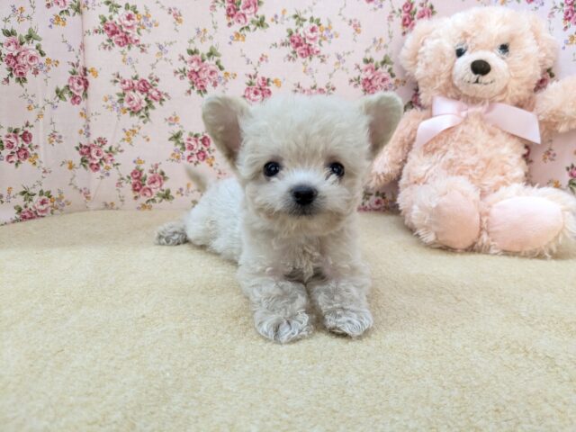 お友達はピンクのクマたん🎀　ハーフ犬（トイプードル×チワワ）の女のコ　2025/12/3撮影