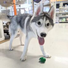 最新画像更新！！おすわりマスター✨　シベリアンハスキーの男のコ　2025/12/5撮影