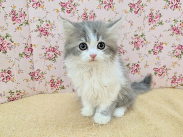 おめめパッチン✨　ラガマフィンの女のコ　2025/12/9撮影