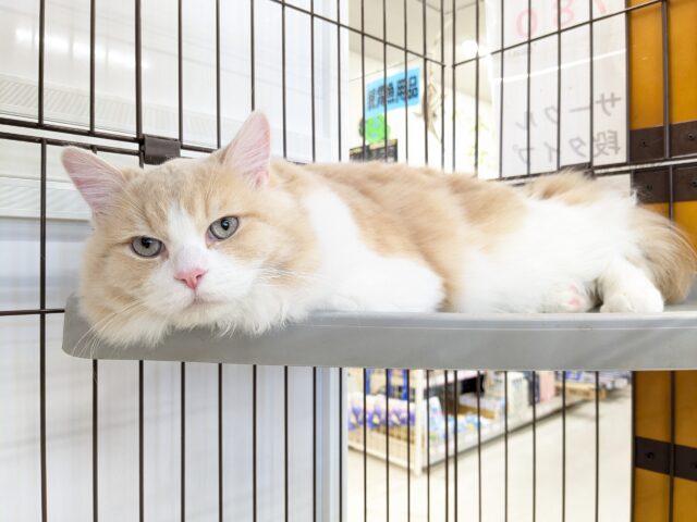 気品さ漂うイケメン王子✨　ミヌエットの男のコ　2025/12/17撮影