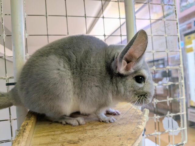 最新画像あります！めちゃきゃわ😍輝きレアカラー✨チンチラブルーダイヤモンド