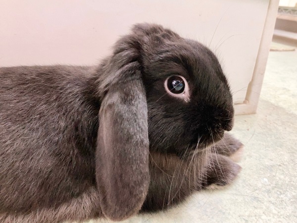 ちょっとだけ最新画像！ホーランドロップ（ブラック）　ごはんもりもり食べるよ！