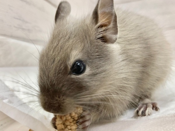 デグー（ブルー）　女の子　美麗！きれいなブルーカラーの子が来てくれました！