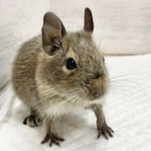 デグー（パイド）　女の子　ごはん大好き♪元気いっぱいな子です！