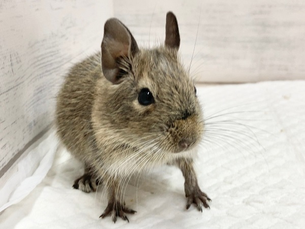 デグー（パイド）　女の子　ごはん大好き♪元気いっぱいな子です！