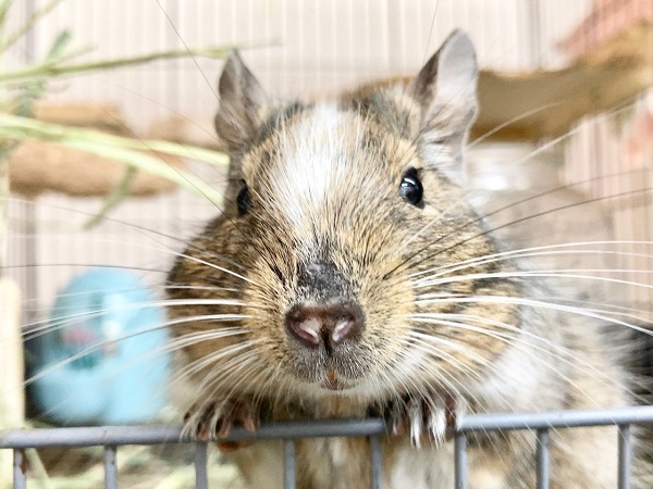 最新画像！デグー（パイド）　カキカキ大好き♪BIGボディな男の子！