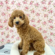 もこもこガール💕　トイプードルの女のコ　2025.12.14撮影