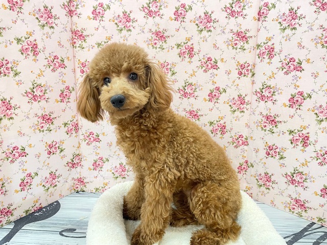 もこもこガール💕　トイプードルの女のコ　2025.12.14撮影